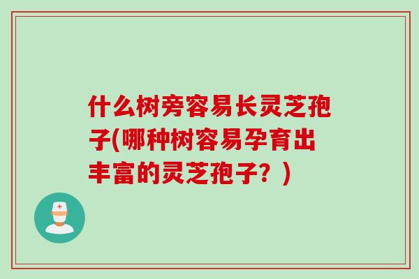 什么树旁容易长灵芝孢子(哪种树容易孕育出丰富的灵芝孢子?) 什么树旁容易长灵芝孢子(哪种树容易孕育出丰富的灵芝孢子?)