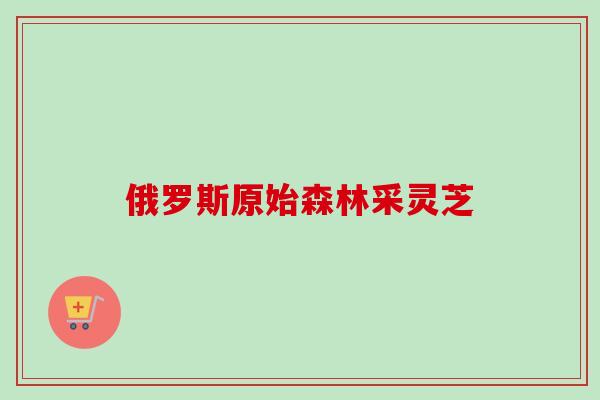 俄罗斯原始森林采灵芝