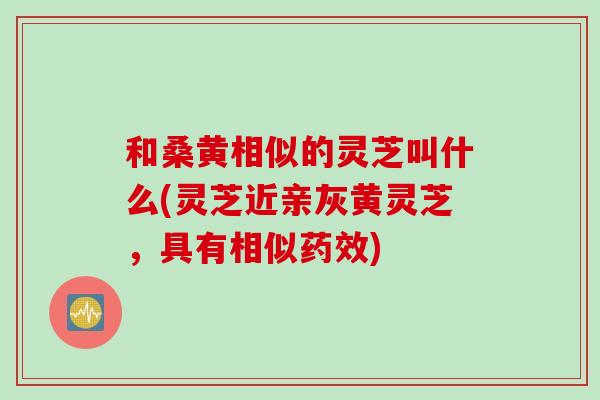 和桑黄相似的灵芝叫什么(灵芝近亲灰黄灵芝，具有相似药效)