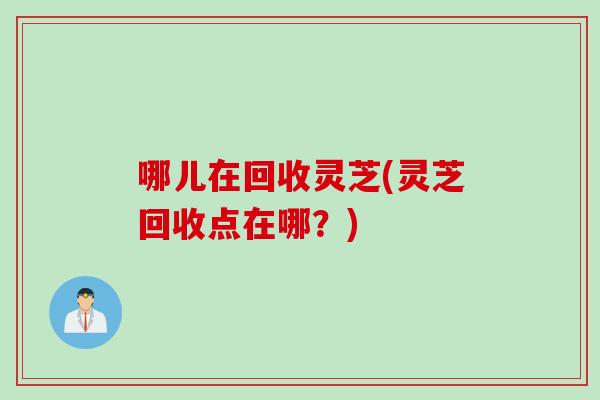 哪儿在回收灵芝(灵芝回收点在哪？)
