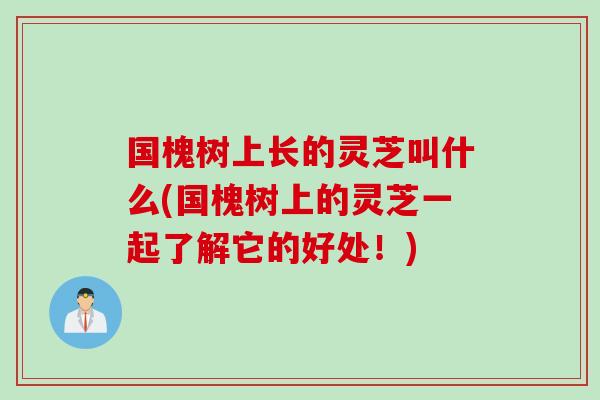 国槐树上长的灵芝叫什么(国槐树上的灵芝一起了解它的好处!) 国槐树上长的灵芝叫什么(国槐树上的灵芝一起了解它的好处!)