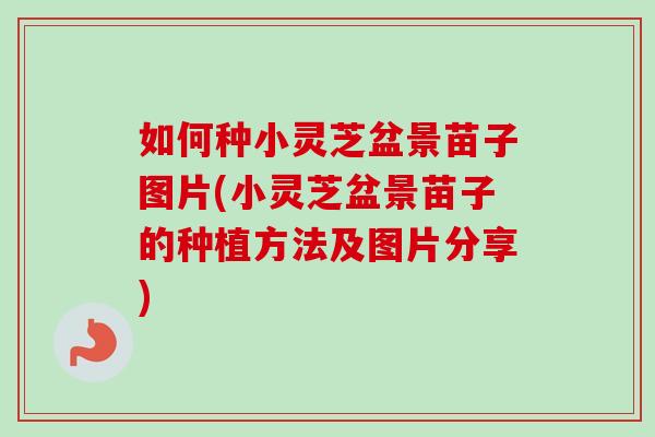 如何种小灵芝盆景苗子图片(小灵芝盆景苗子的种植方法及图片分享)