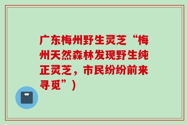 广东梅州野生灵芝“梅州天然森林发现野生纯正灵芝，市民纷纷前来寻觅”)