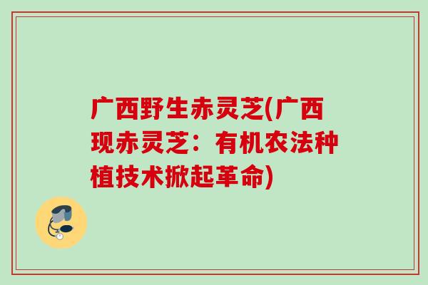 广西野生赤灵芝(广西现赤灵芝：有机农法种植技术掀起革命)