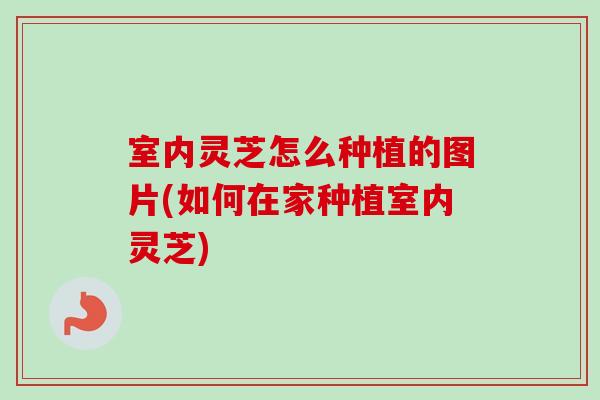 室内灵芝怎么种植的图片(如何在家种植室内灵芝)