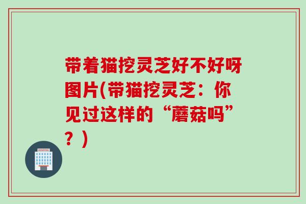 带着猫挖灵芝好不好呀图片(带猫挖灵芝：你见过这样的“蘑菇吗”？)