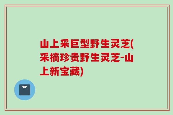 山上采巨型野生灵芝(采摘珍贵野生灵芝-山上新宝藏)