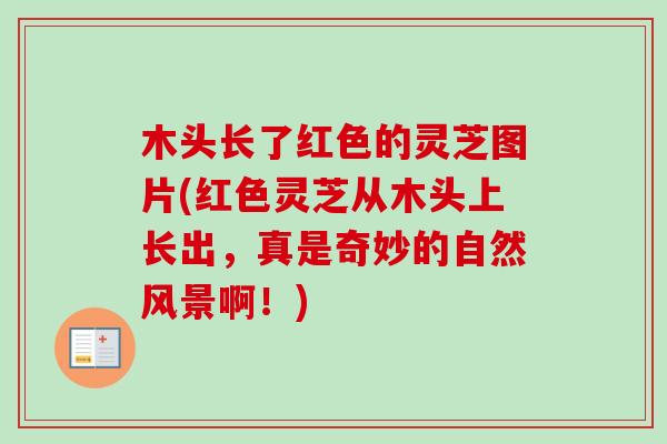 木头长了红色的灵芝图片(红色灵芝从木头上长出，真是奇妙的自然风景啊！)