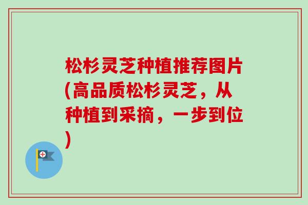 松杉灵芝种植推荐图片(高品质松杉灵芝,从种植到采摘,一步到位) 松杉灵芝种植推荐图片(高品质松杉灵芝,从种植到采摘,一步到位)
