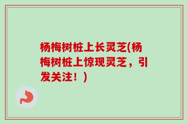 杨梅树桩上长灵芝(杨梅树桩上惊现灵芝,引发关注!) 杨梅树桩上长灵芝(杨梅树桩上惊现灵芝,引发关注!)