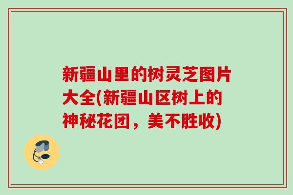 新疆山里的树灵芝图片大全(新疆山区树上的神秘花团，美不胜收)