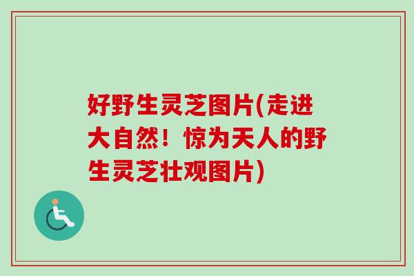 好野生灵芝图片(走进大自然！惊为天人的野生灵芝壮观图片)