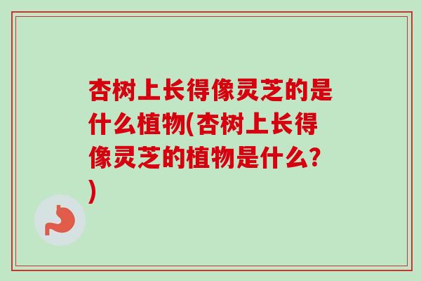 杏树上长得像灵芝的是什么植物(杏树上长得像灵芝的植物是什么？)