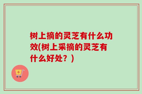 树上摘的灵芝有什么功效(树上采摘的灵芝有什么好处？)