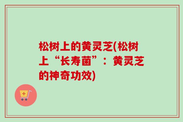 松树上的黄灵芝(松树上“长寿菌”：黄灵芝的神奇功效)