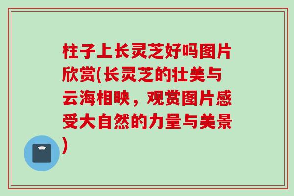 柱子上长灵芝好吗图片欣赏(长灵芝的壮美与云海相映，观赏图片感受大自然的力量与美景)