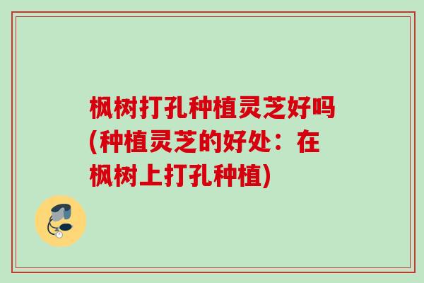 枫树打孔种植灵芝好吗(种植灵芝的好处:在枫树上打孔种植) 枫树打孔种植灵芝好吗(种植灵芝的好处:在枫树上打孔种植)