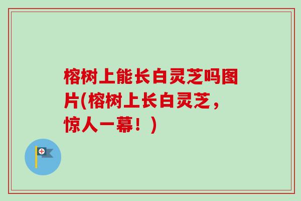 榕树上能长白灵芝吗图片(榕树上长白灵芝，惊人一幕！)