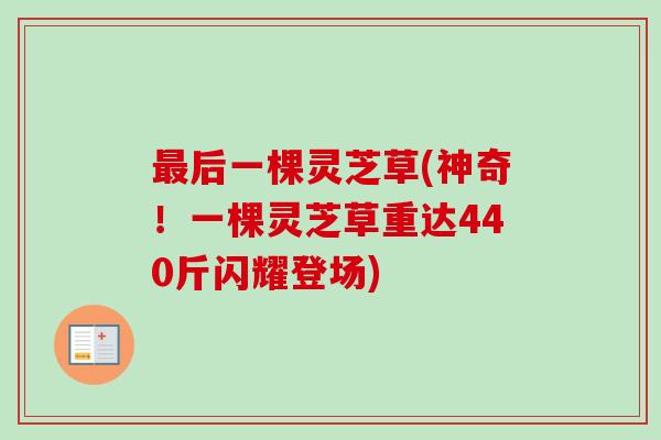 最后一棵灵芝草(神奇！一棵灵芝草重达440斤闪耀登场)