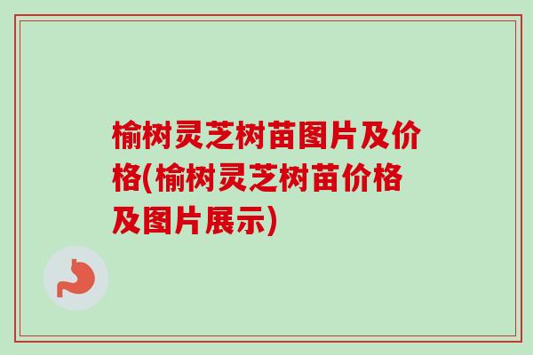 榆树灵芝树苗图片及价格(榆树灵芝树苗价格及图片展示) 榆树灵芝树苗图片及价格(榆树灵芝树苗价格及图片展示)