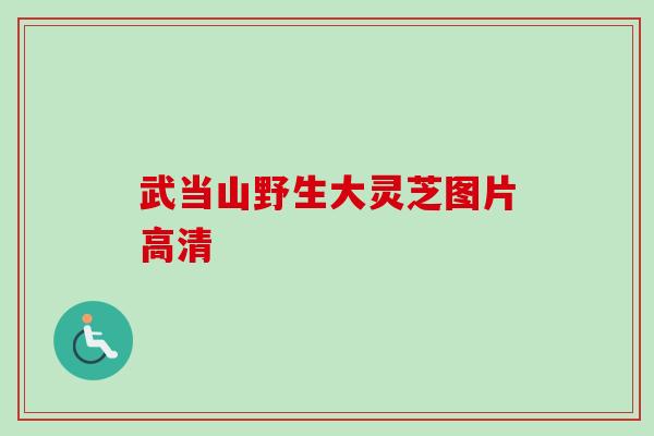 武当山野生大灵芝图片高清