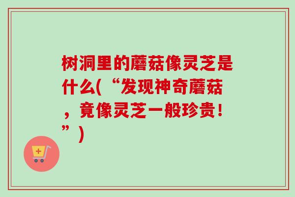 树洞里的蘑菇像灵芝是什么(“发现神奇蘑菇，竟像灵芝一般珍贵！”)