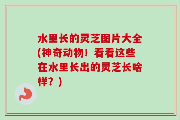 水里长的灵芝图片大全(神奇动物!看看这些在水里长出的灵芝长啥样?) 水里长的灵芝图片大全(神奇动物!看看这些在水里长出的灵芝长啥样?)
