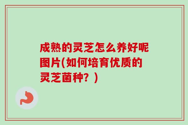 成熟的灵芝怎么养好呢图片(如何培育优质的灵芝菌种?) 成熟的灵芝怎么养好呢图片(如何培育优质的灵芝菌种?)