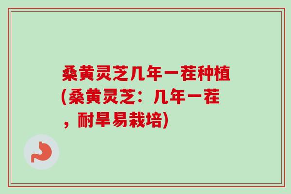 桑黄灵芝几年一茬种植(桑黄灵芝:几年一茬,耐旱易栽培) 桑黄灵芝几年一茬种植(桑黄灵芝:几年一茬,耐旱易栽培)