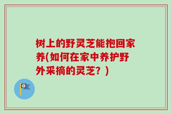 树上的野灵芝能抱回家养(如何在家中养护野外采摘的灵芝?) 树上的野灵芝能抱回家养(如何在家中养护野外采摘的灵芝?)