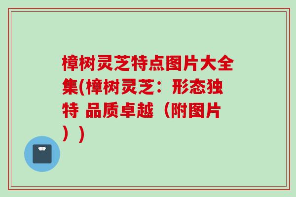 樟树灵芝特点图片大全集(樟树灵芝：形态独特 品质卓越（附图片）)