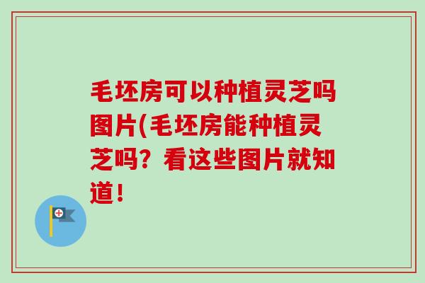 毛坯房可以种植灵芝吗图片(毛坯房能种植灵芝吗？看这些图片就知道！
