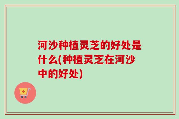 河沙种植灵芝的好处是什么(种植灵芝在河沙中的好处)