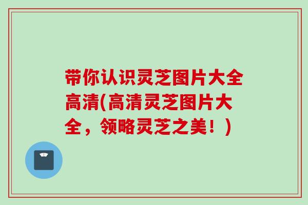 带你认识灵芝图片大全高清(高清灵芝图片大全，领略灵芝之美！)