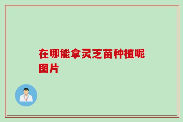 在哪能拿灵芝苗种植呢图片