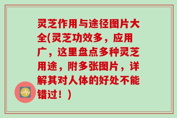 灵芝作用与途径图片大全(灵芝功效多,应用广,这里盘点多种灵芝用途,附多张图片,详解其对人体的好处不能错过!) 灵芝作用与途径图片大全(灵芝功效多,应用广,这里盘点多种灵芝用途,附多张图片,详解其对人体的好处不能错过!)