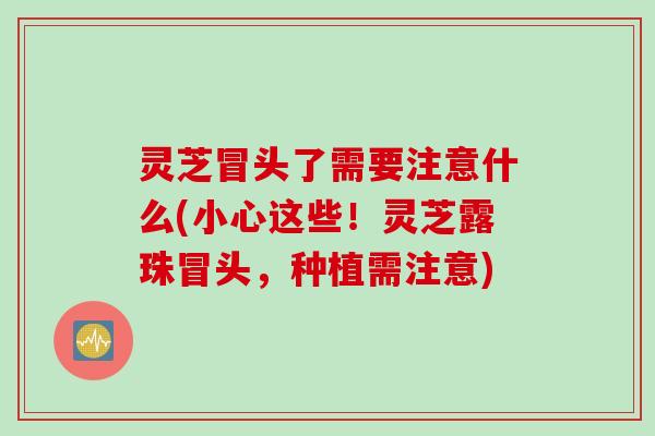 灵芝冒头了需要注意什么(小心这些！灵芝露珠冒头，种植需注意)