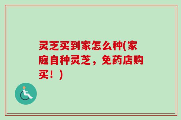 灵芝买到家怎么种(家庭自种灵芝，免药店购买！)