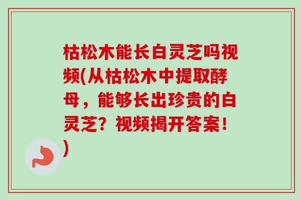 枯松木能长白灵芝吗视频(从枯松木中提取酵母，能够长出珍贵的白灵芝？视频揭开答案！)