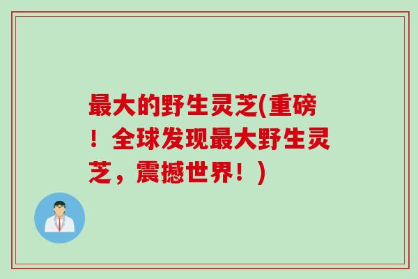 最大的野生灵芝(重磅！全球发现最大野生灵芝，震撼世界！)