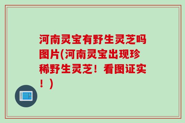 河南灵宝有野生灵芝吗图片(河南灵宝出现珍稀野生灵芝！看图证实！)