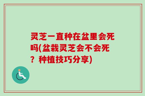 灵芝一直种在盆里会死吗(盆栽灵芝会不会死？种植技巧分享)
