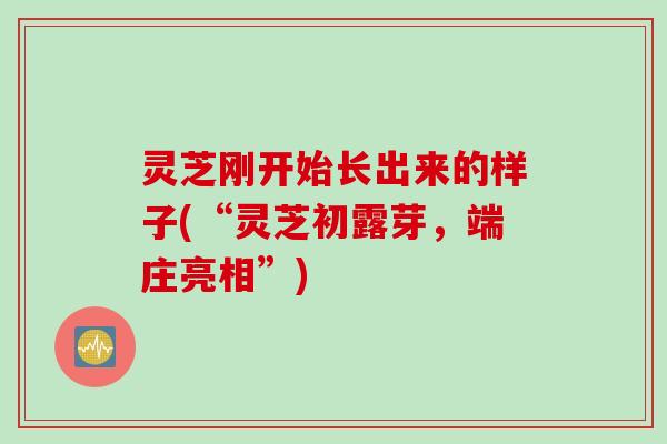 灵芝刚开始长出来的样子(“灵芝初露芽，端庄亮相”)