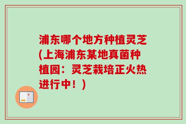 浦东哪个地方种植灵芝(上海浦东某地真菌种植园：灵芝栽培正火热进行中！)