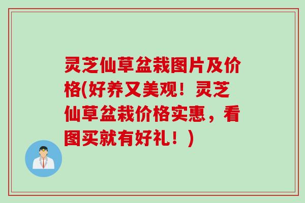灵芝仙草盆栽图片及价格(好养又美观！灵芝仙草盆栽价格实惠，看图买就有好礼！)