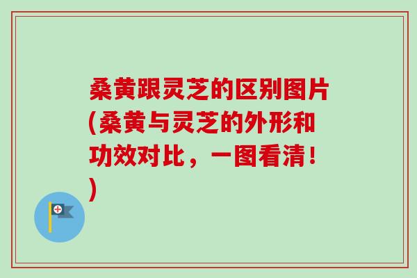 桑黄跟灵芝的区别图片(桑黄与灵芝的外形和功效对比，一图看清！)