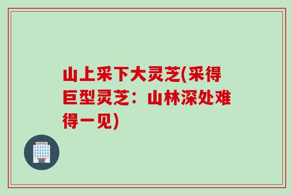 山上采下大灵芝(采得巨型灵芝：山林深处难得一见)