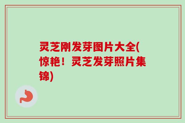 灵芝刚发芽图片大全(惊艳！灵芝发芽照片集锦)
