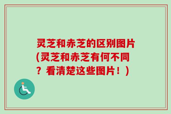 灵芝和赤芝的区别图片(灵芝和赤芝有何不同?看清楚这些图片!) 灵芝和赤芝的区别图片(灵芝和赤芝有何不同?看清楚这些图片!)