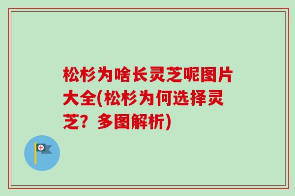 松杉为啥长灵芝呢图片大全(松杉为何选择灵芝？多图解析)